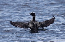 Common Loon In Lake