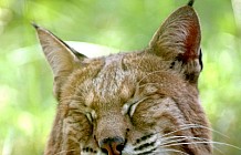 Bobcat Lynx