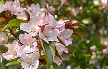 Crabapple Blossoms