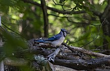 Blue Jay