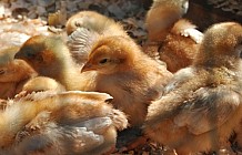 baby chicks