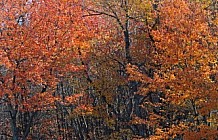 Autumn Hayrides