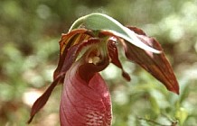 Pink Lady Slipper