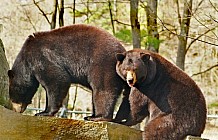 Two Black Bears