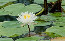 pond lilies