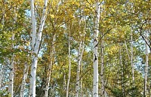 Birch Trees