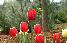 Red And Yellow Tulips