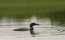 Spring Loon