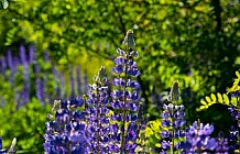 Purple Lupines