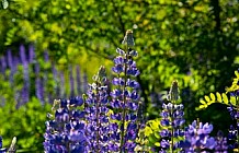 Purple Lupines