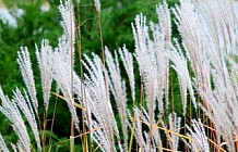 Ornamental Grasses in Garden