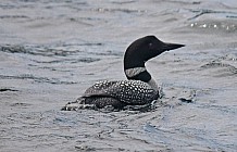 Common Loon In Lake