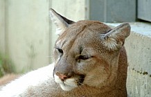 mountain lion