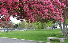 Spring In Prescott Park