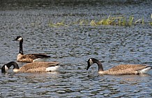 Canada Geese