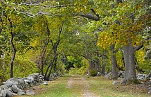 Scenic Pathway