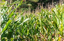 Autumn Cornfield