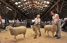 sheep showing