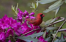 Cardinal