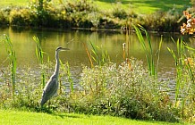 Blue Heron By Marsh