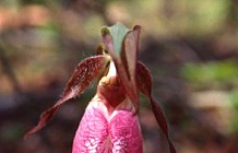 Pink Lady Slipper