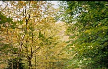 Flume Gorge