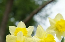 Yellow Daffodils