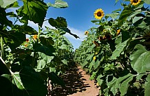 sunflowers