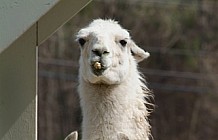 Two Llamas