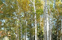 Birch Trees