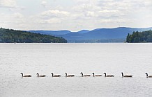 Canada Geese