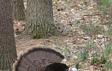 Wild Turkey In The Woods