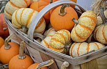 Pumpkins And Gourds