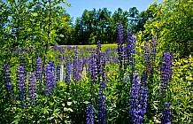 Purple Lupines