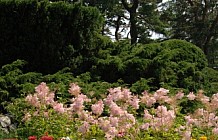 Summer Garden Flowers