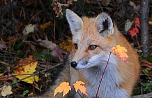 Red Fox