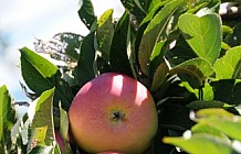 Apple harvest