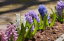 Spring flowers