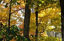 Adirondack Chairs