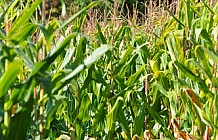 Autumn Cornfield