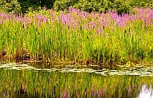 Pond flowers