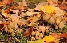 Mushrooms With Autumn Leaves