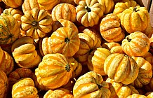 fall bounty