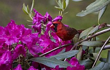 Cardinal