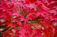 Red Leaves