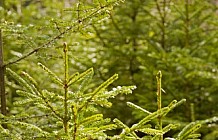 Pine Trees In The Forest