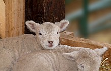 Two Lambs On A Farm