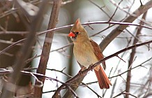Female Cardinal In Winter