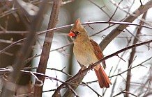 Female Cardinal In Winter