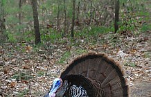 Wild Turkey In The Woods